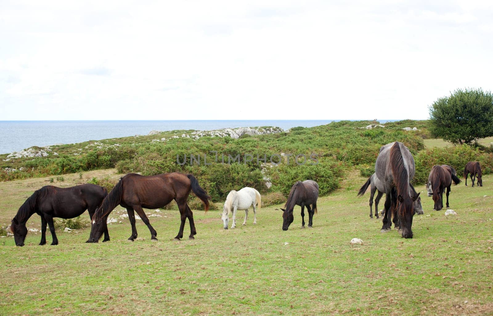 Herd of horses grazing, Spain