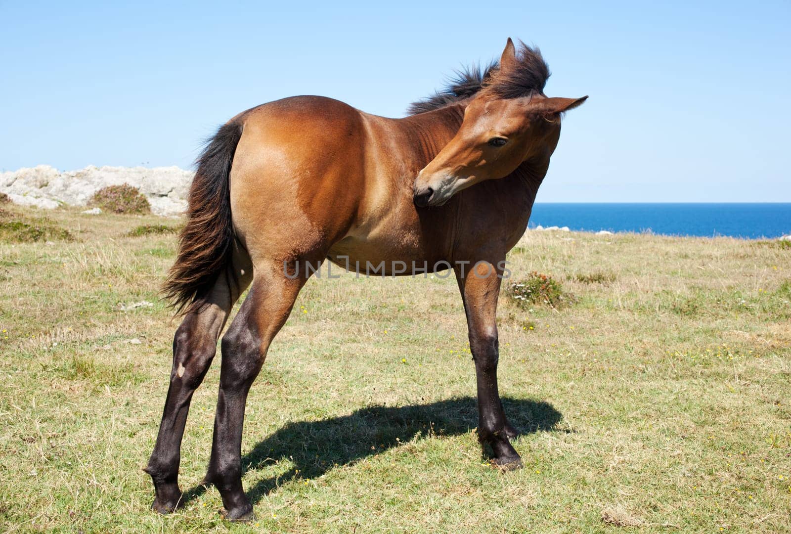 Horse grazing in the mountains of Nueva de Llanes in Spain