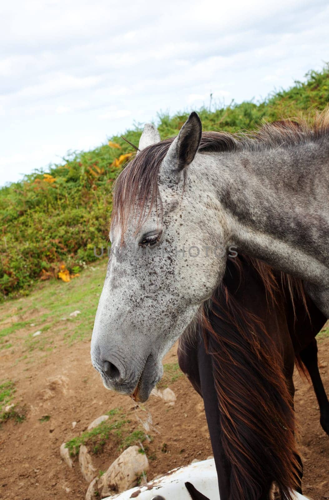 Herd of horses grazing, Spain