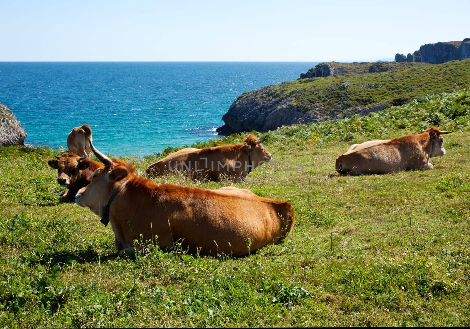 Herd of cows grazing next to sea