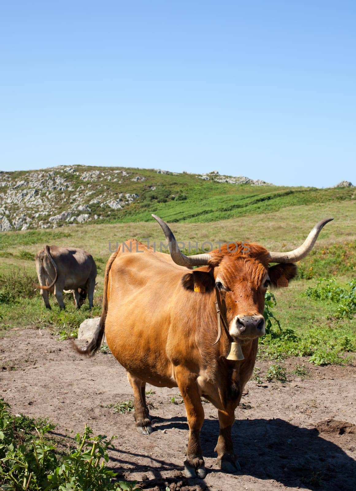 Herd of cows grazing on the grass