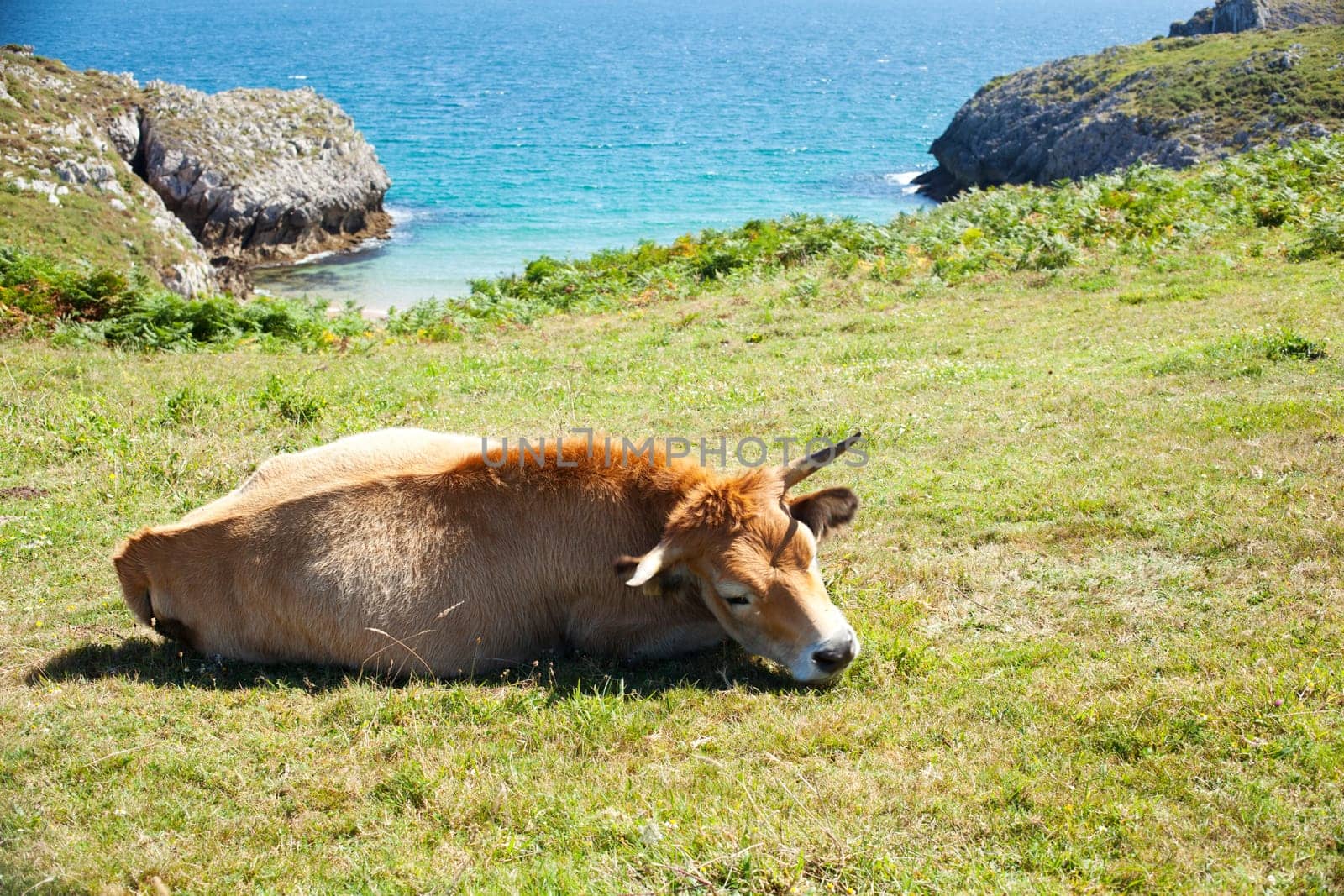 Herd of cows grazing next to sea