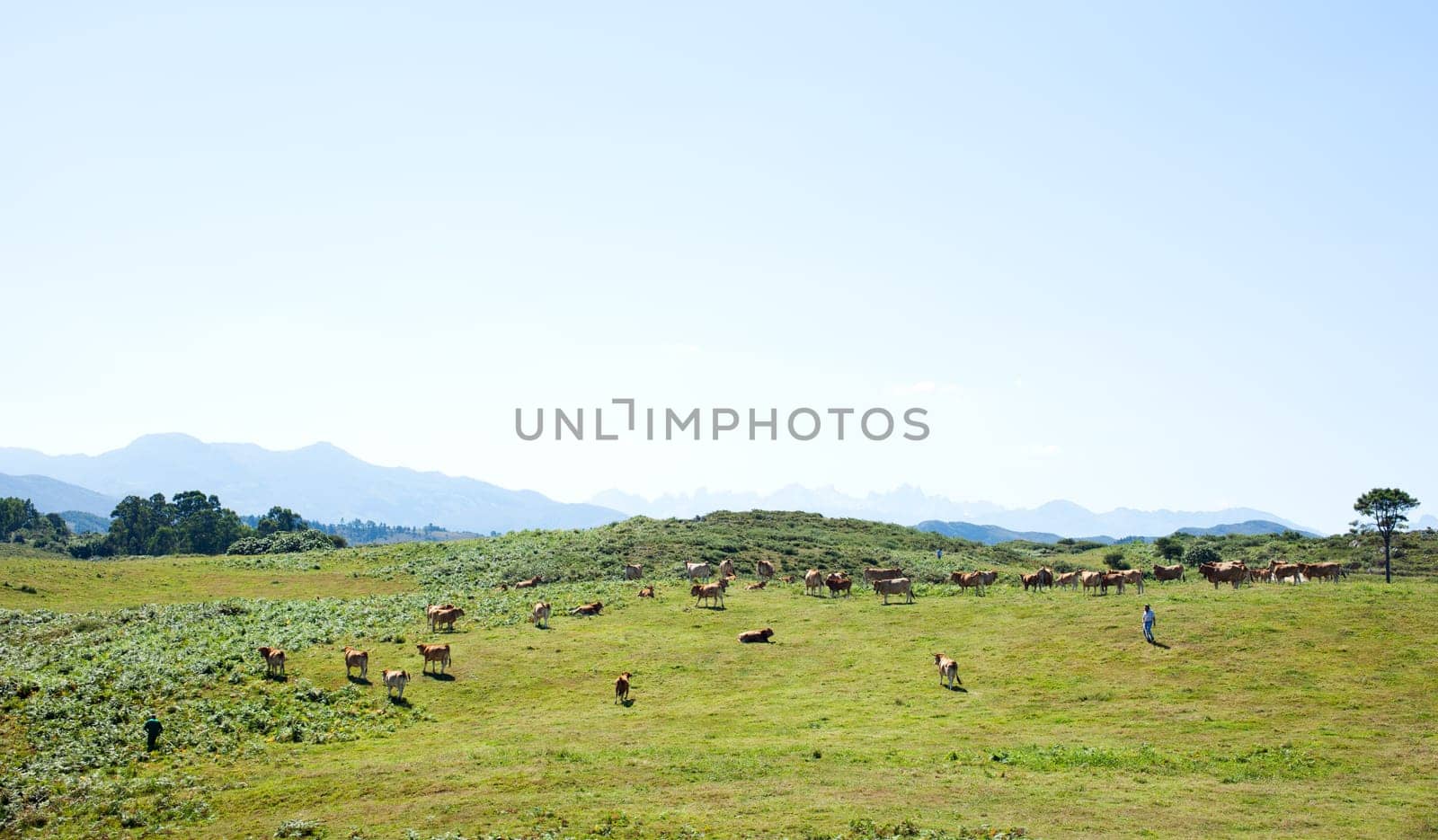 Herd of cows grazing on the grass