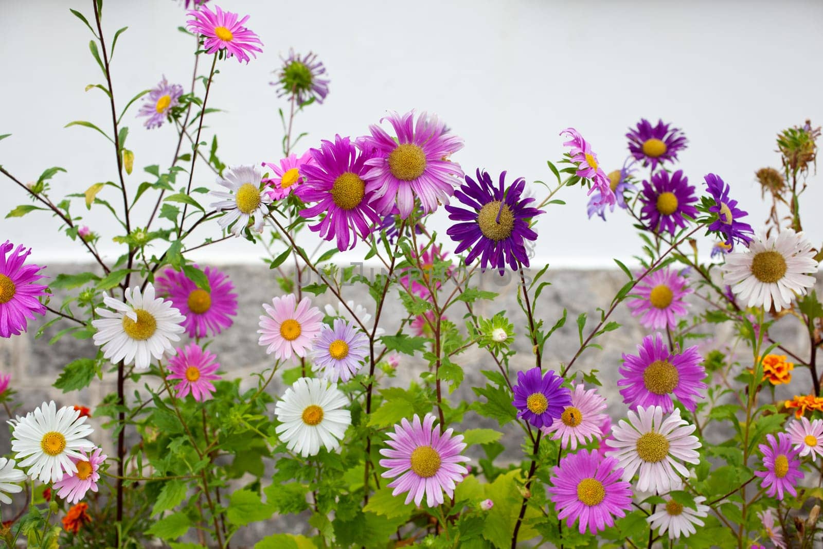 Bachground of various Colorful daisies