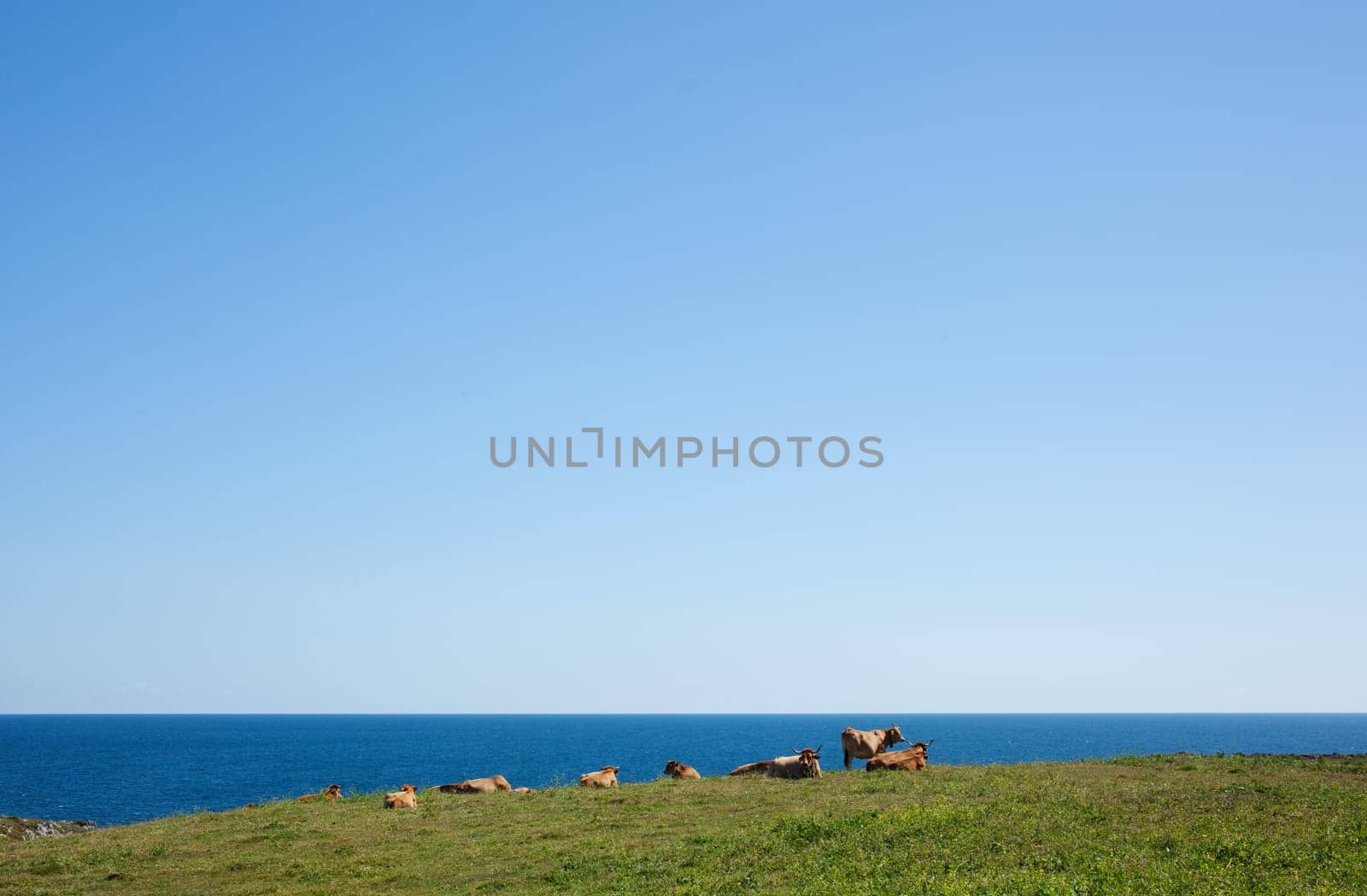 Herd of cows grazing next to sea