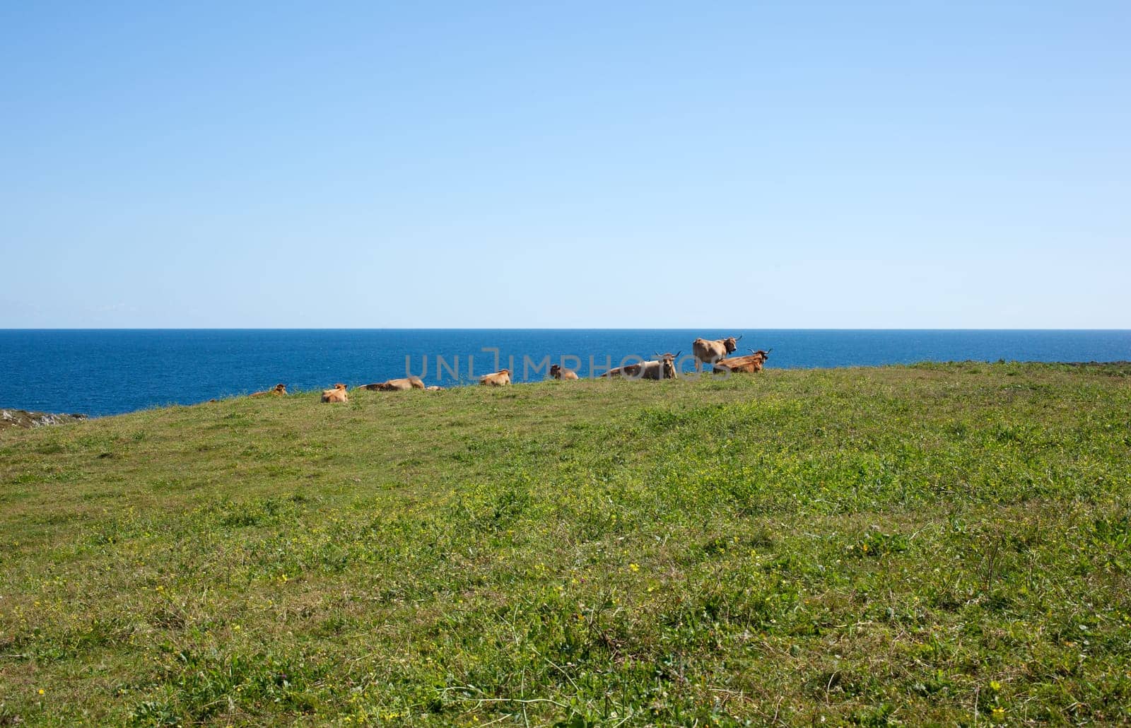 Herd of cows grazing next to sea