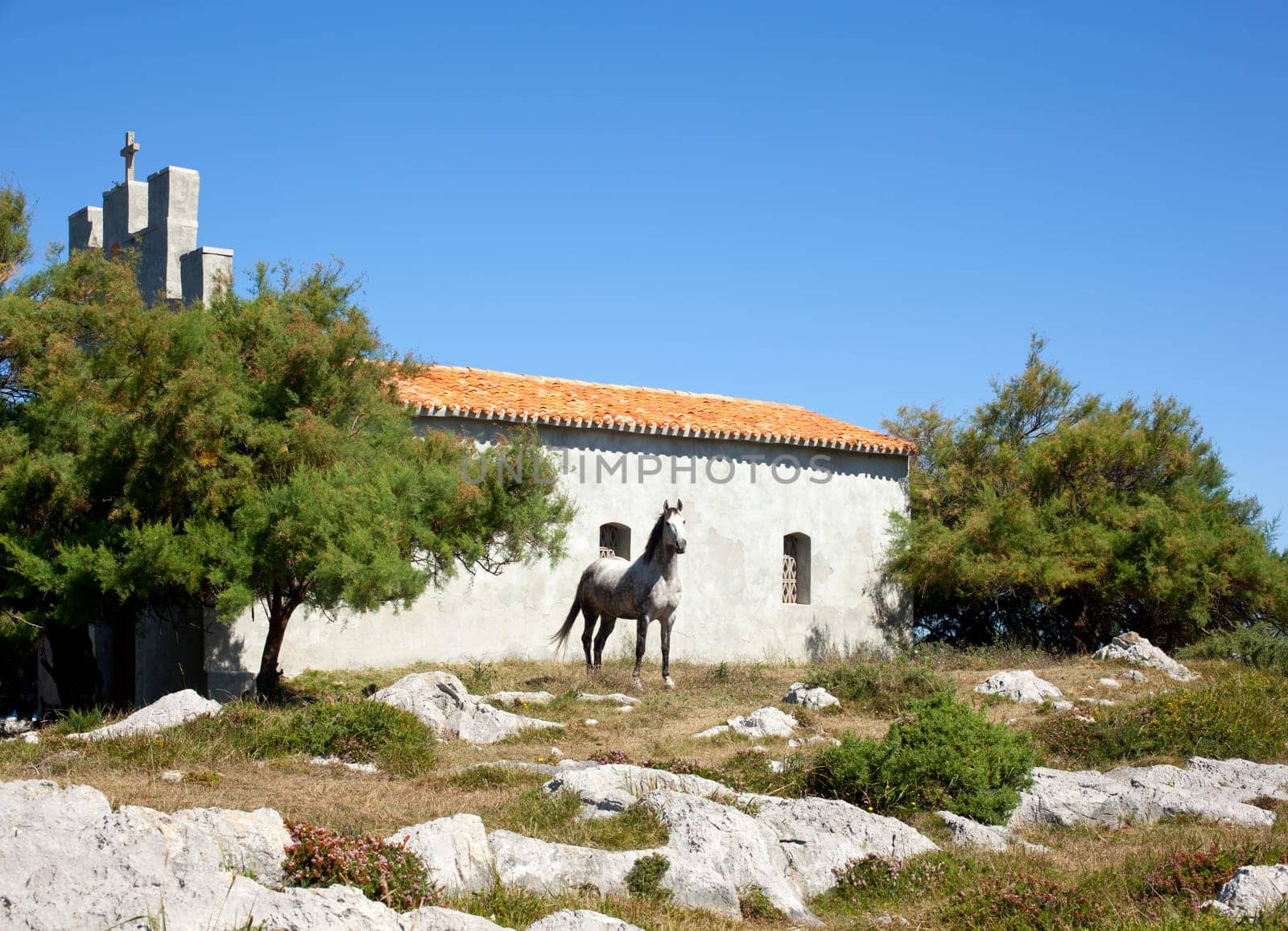White horse next to the church