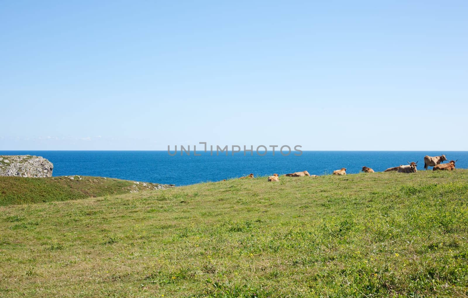 Herd of cows grazing next to sea