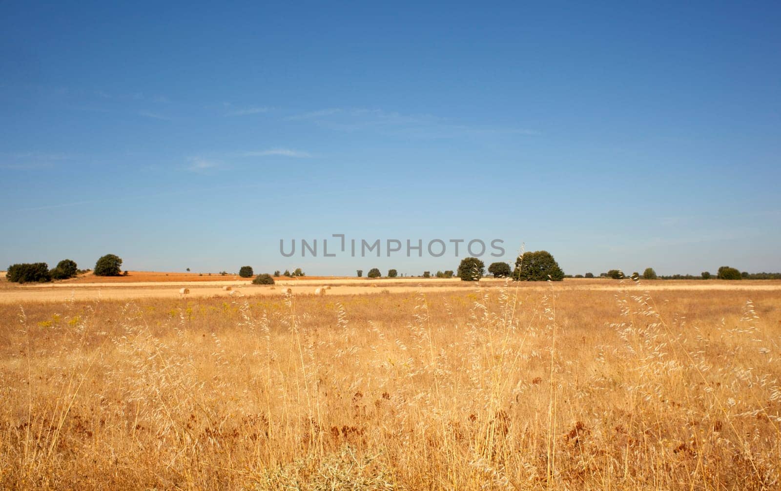View of a field in Spain