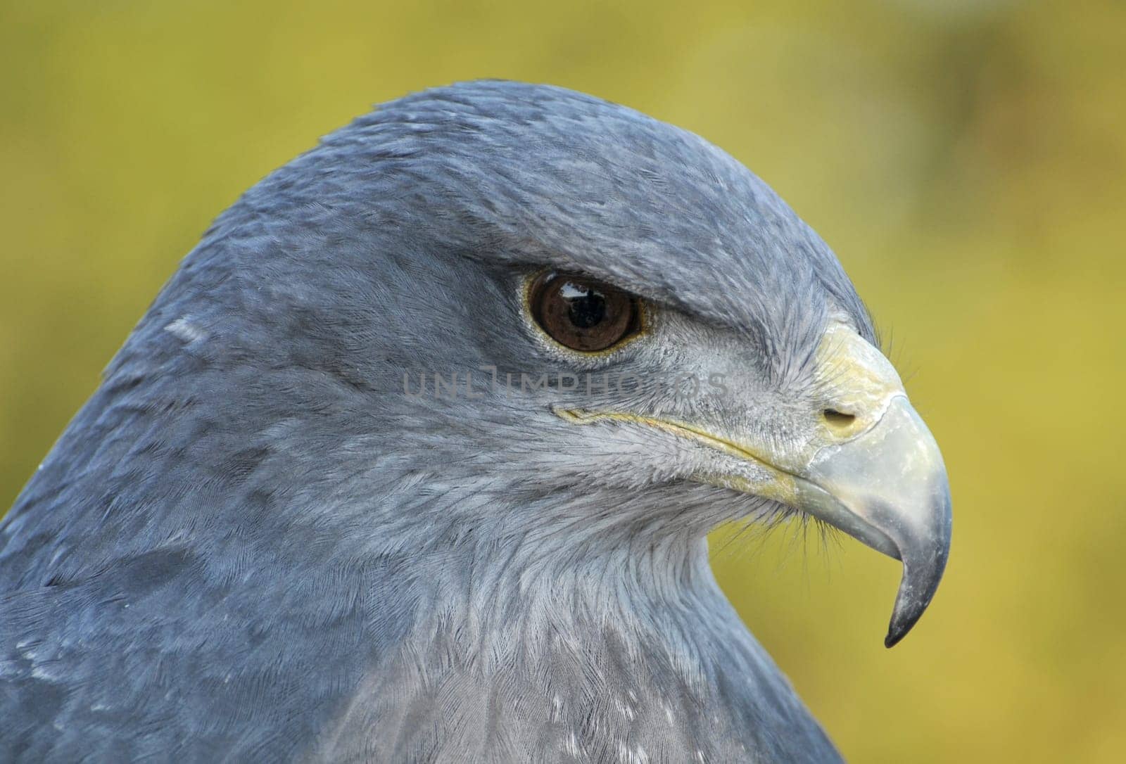 Blue Buzzard