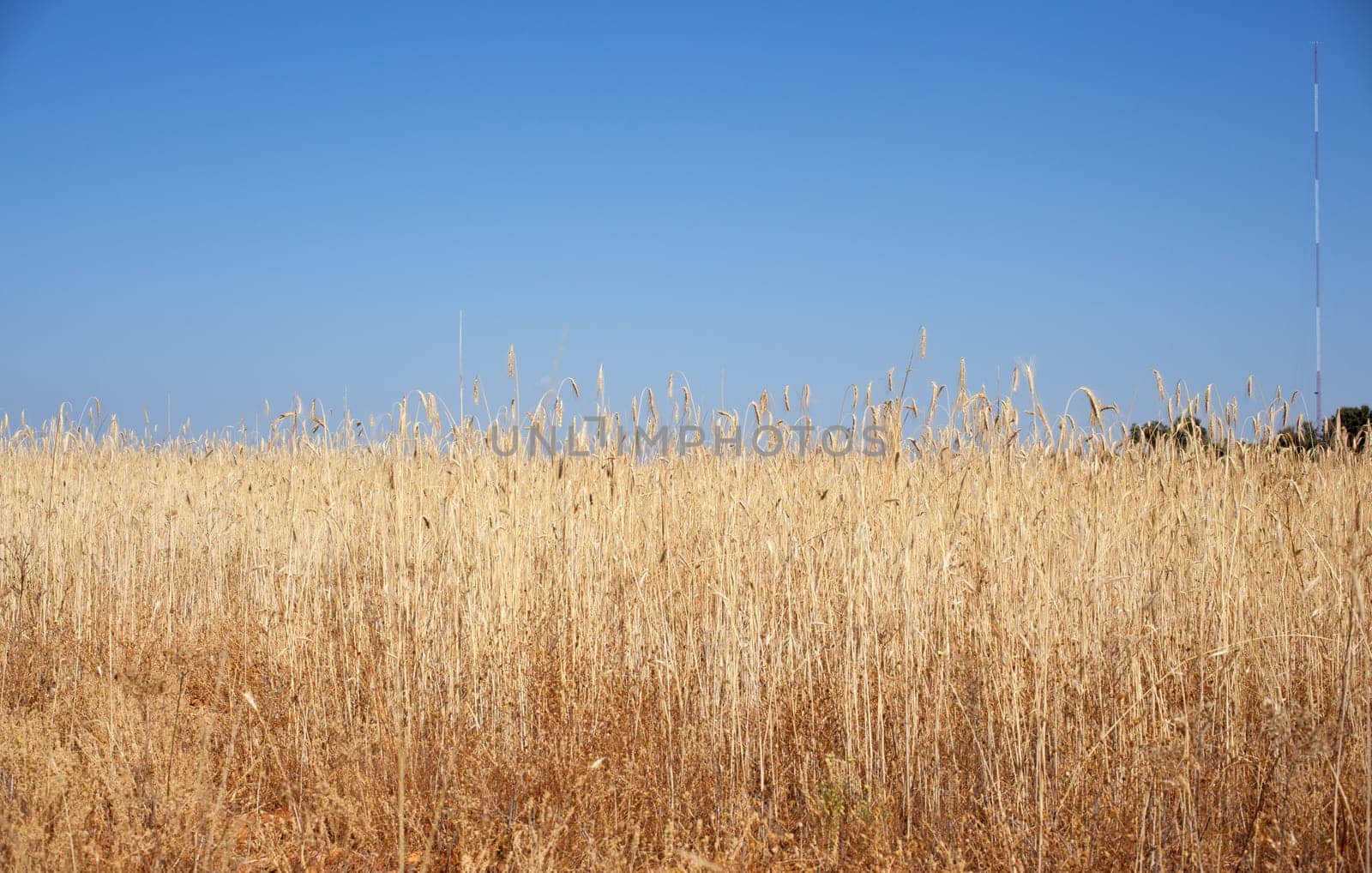 Ripe wheat ears on field on blue sky