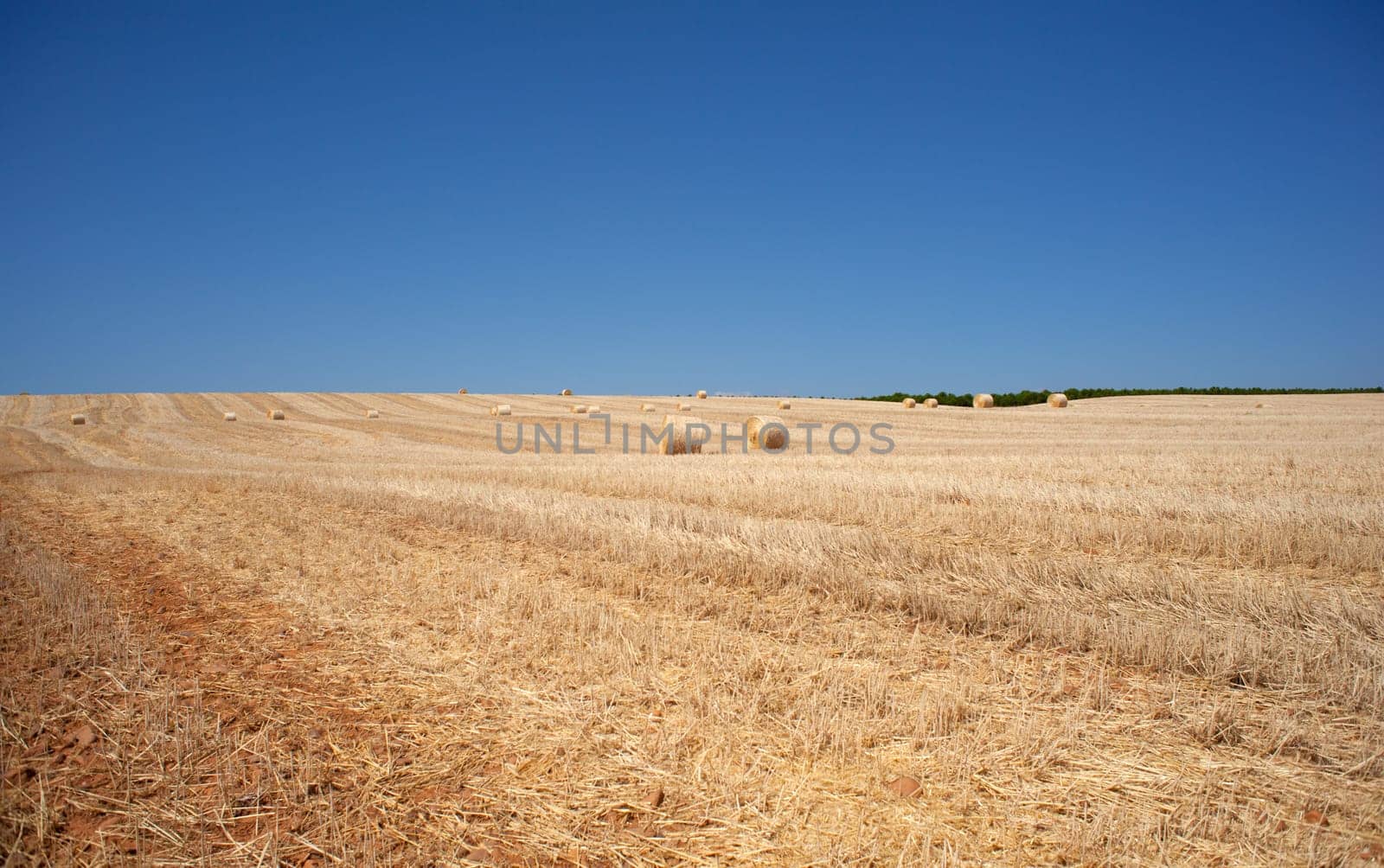 Ripe wheat ears on field on blue sky