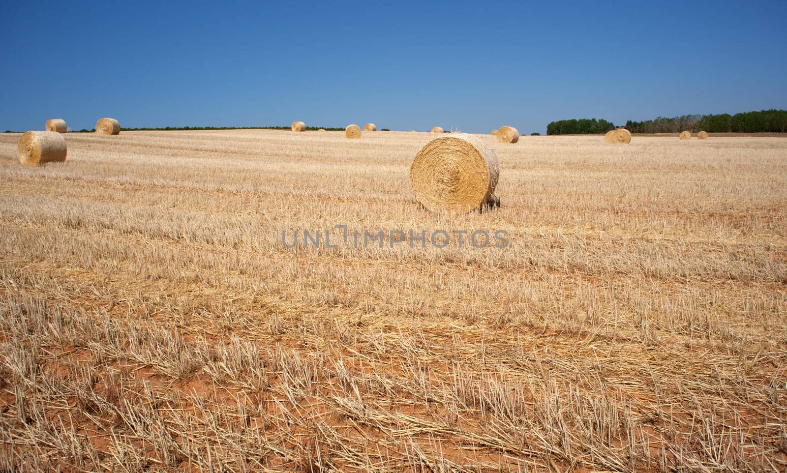 Ripe wheat ears on field on blue sky