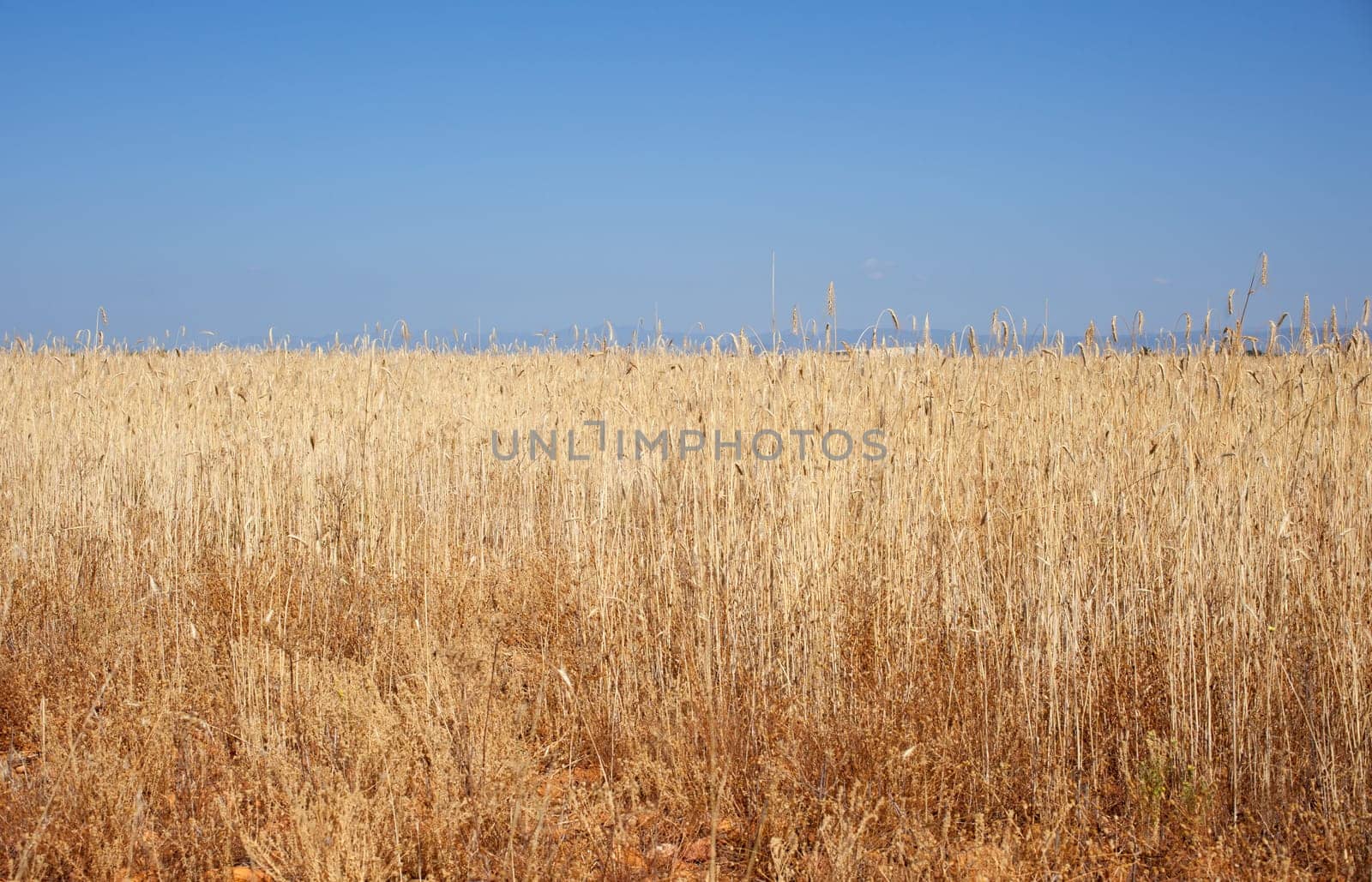Ripe wheat ears on field on blue sky