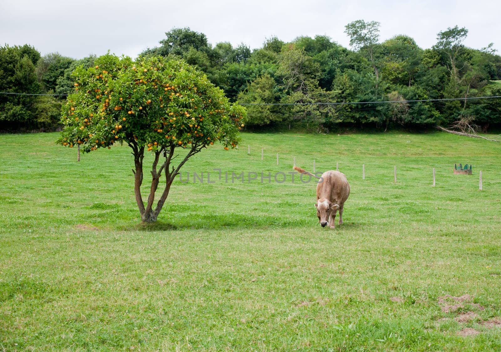 Cow grazing in a meadow