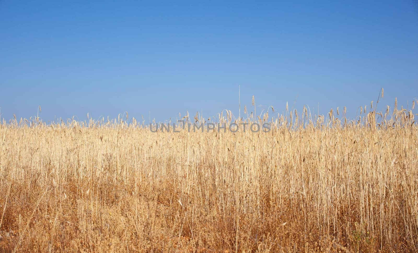 Ripe wheat ears on field on blue sky