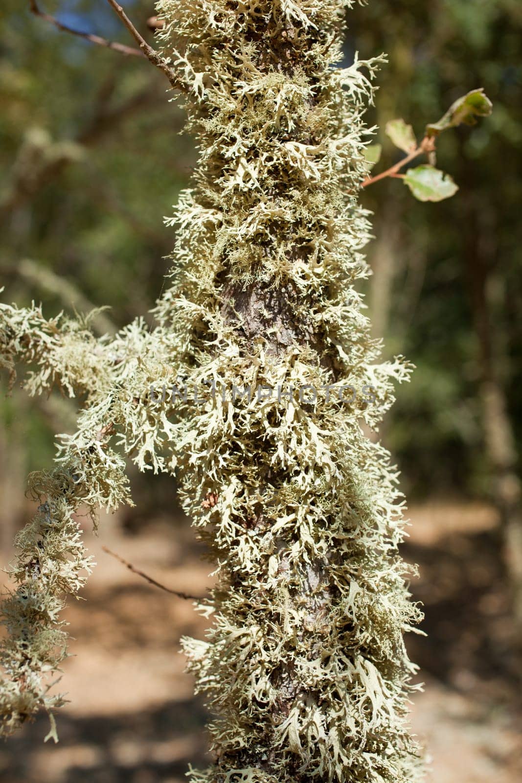 moss is growing on the tree