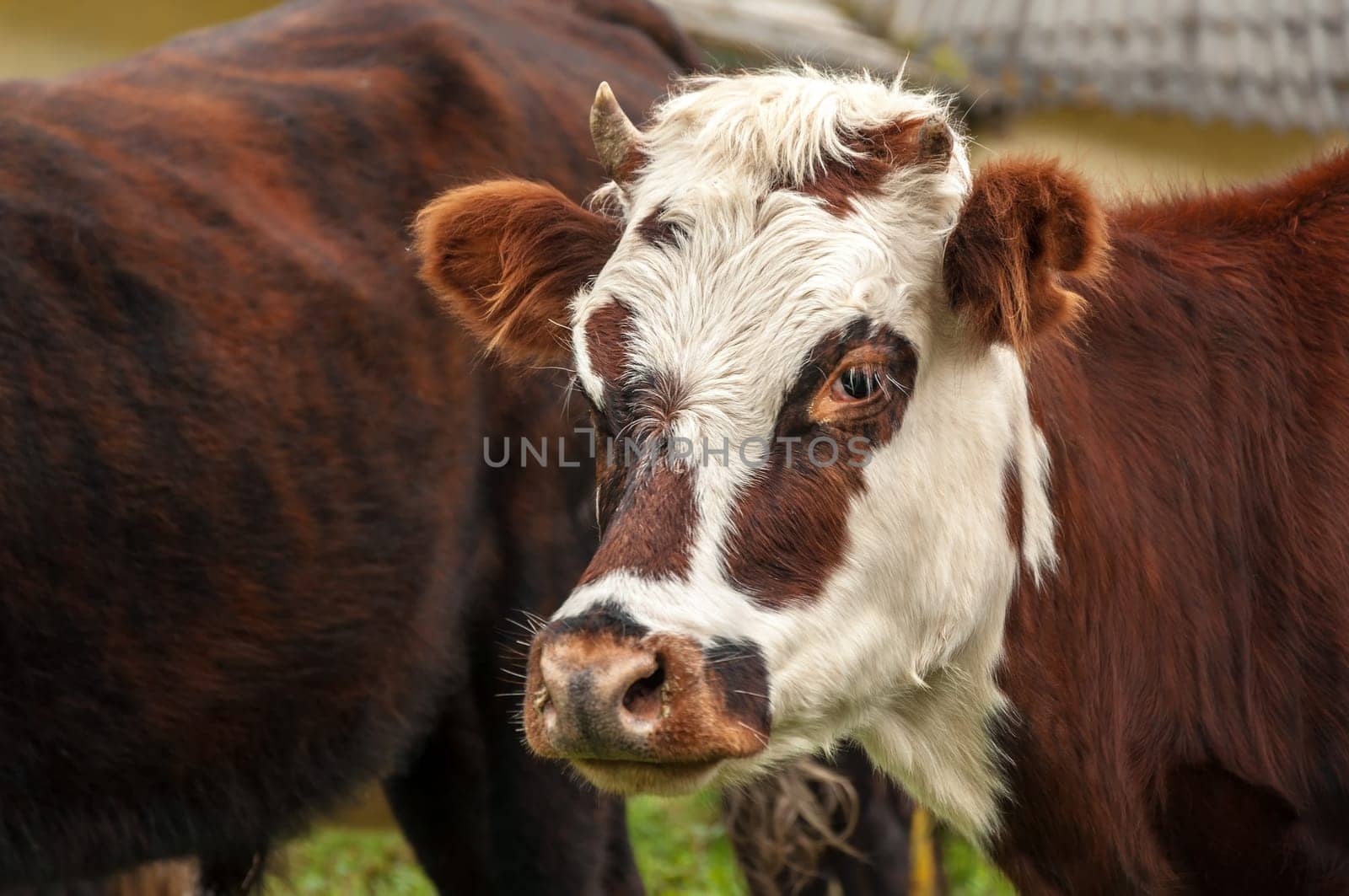 Closeup view of the face of a redish and white cow