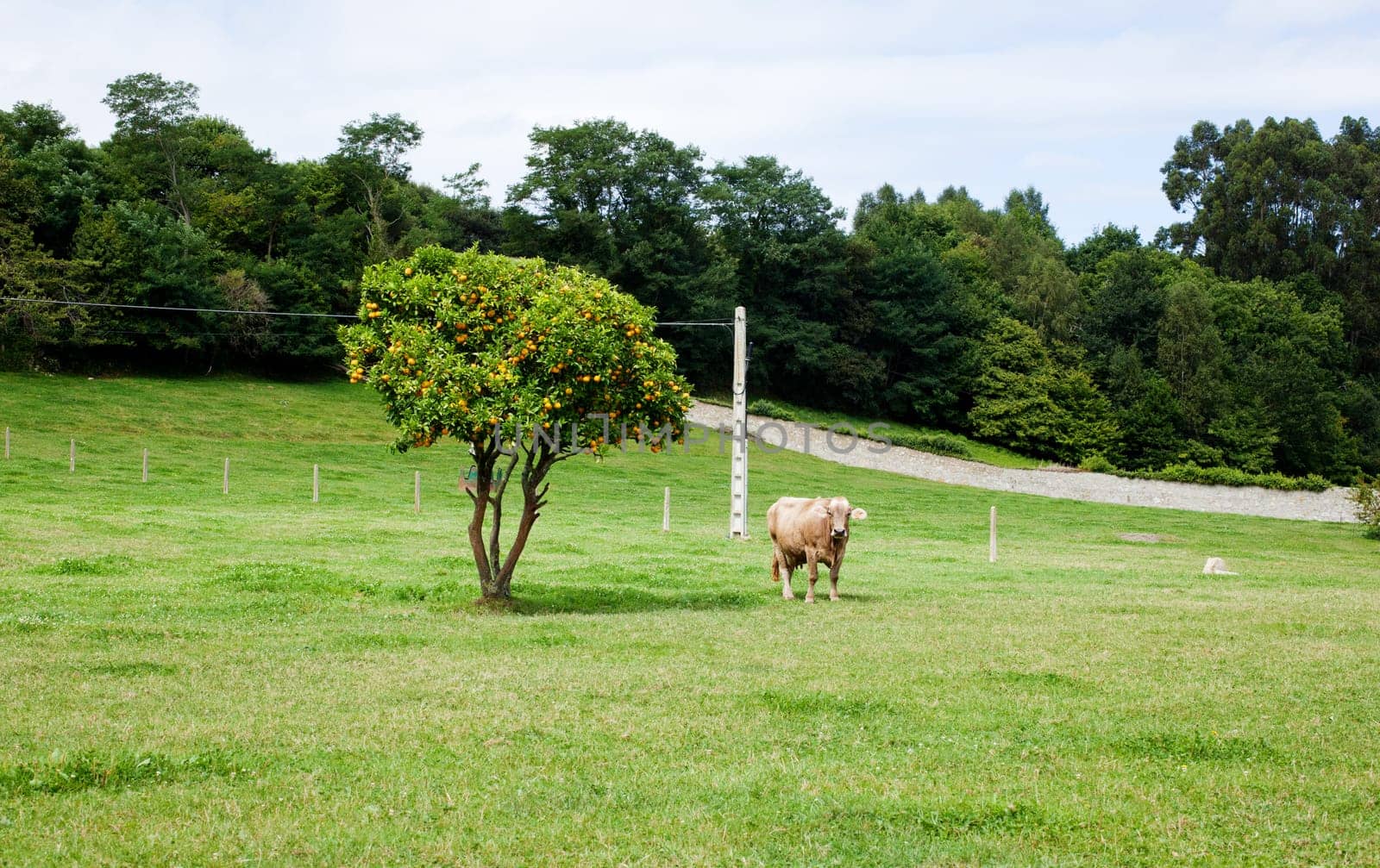 Cow grazing in a meadow