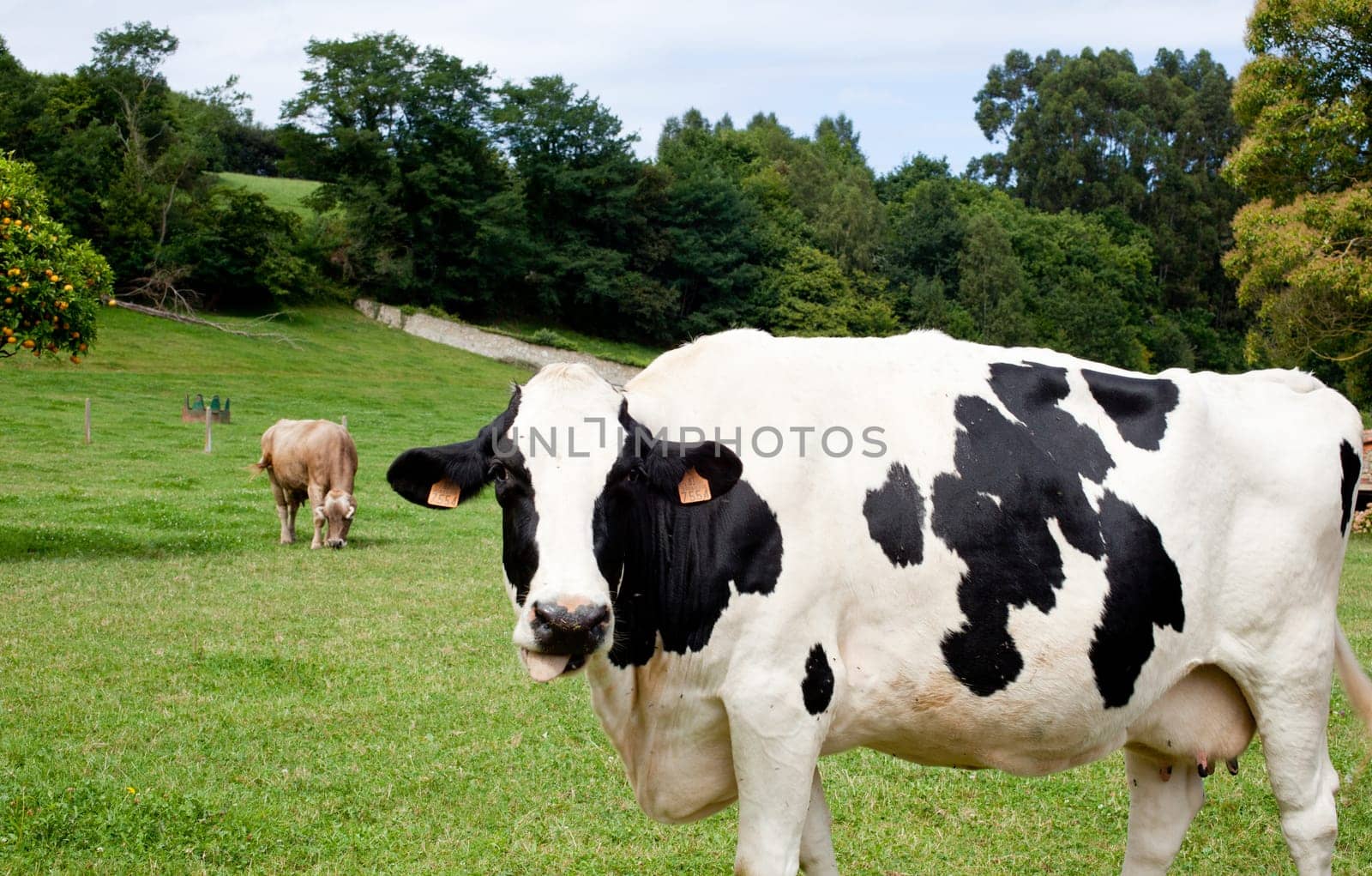 Cows in the fence on a farm