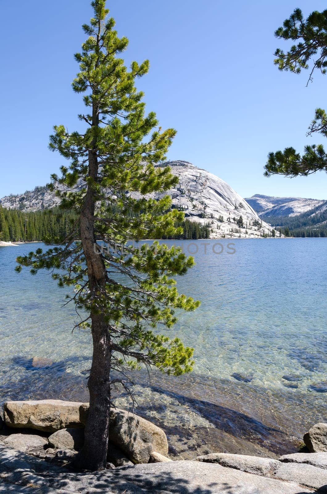 tree on Tenaya Lake in Yosemite National Park in California