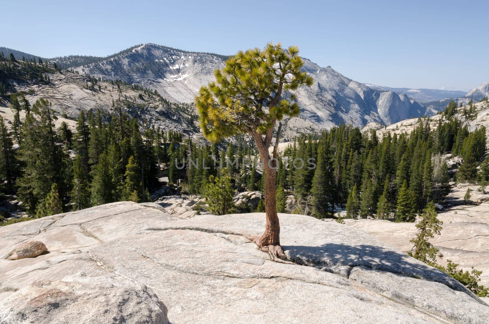 tree on the rocks in Yosemite National Park in California