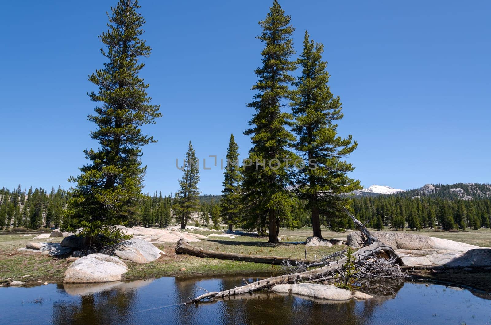trees on Tioga Pass in Yosemite National Park in California
