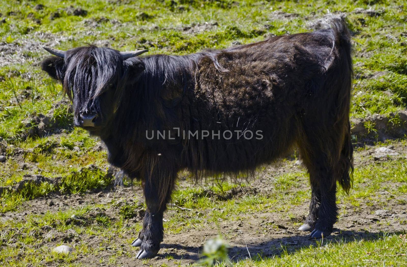 The Scottish Highland cattle