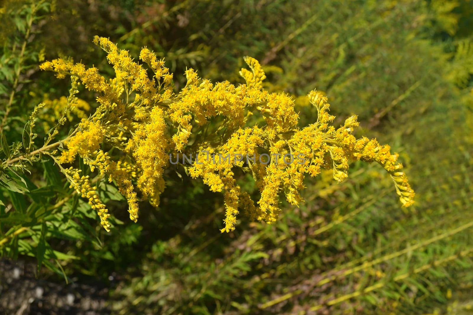 A big branch of yellow flowers on green background in the summer time.