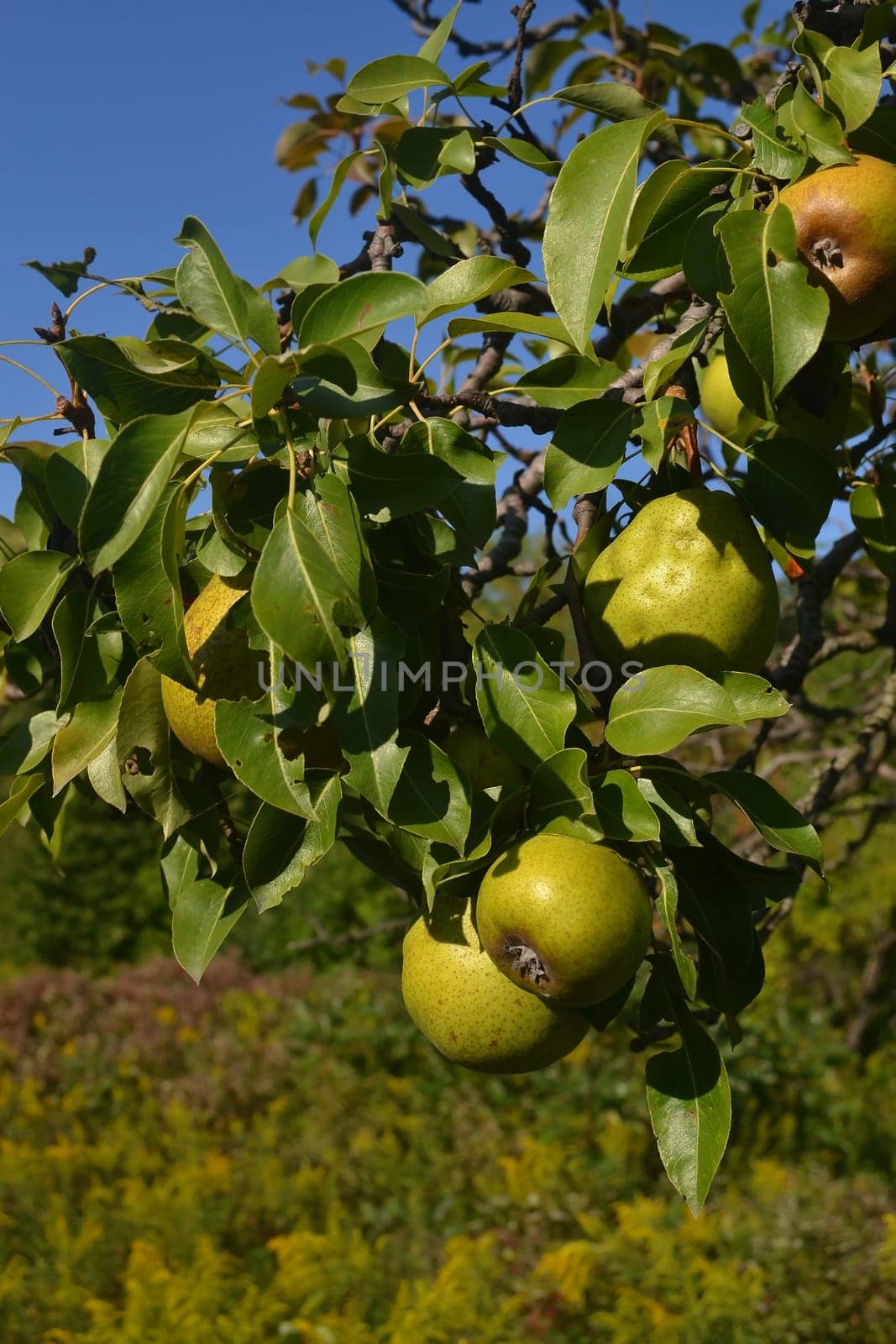 Several ripe pears on the brunch of a tree in the field under blue sky in the late summer.