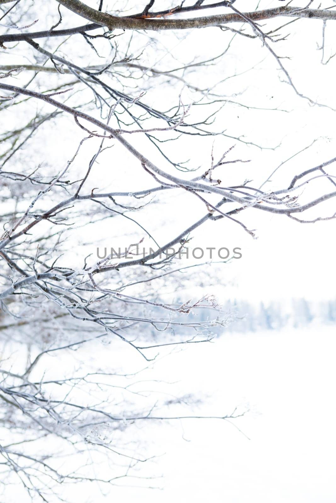 Winter scene with tree branches in foreground outdoors on overcast day