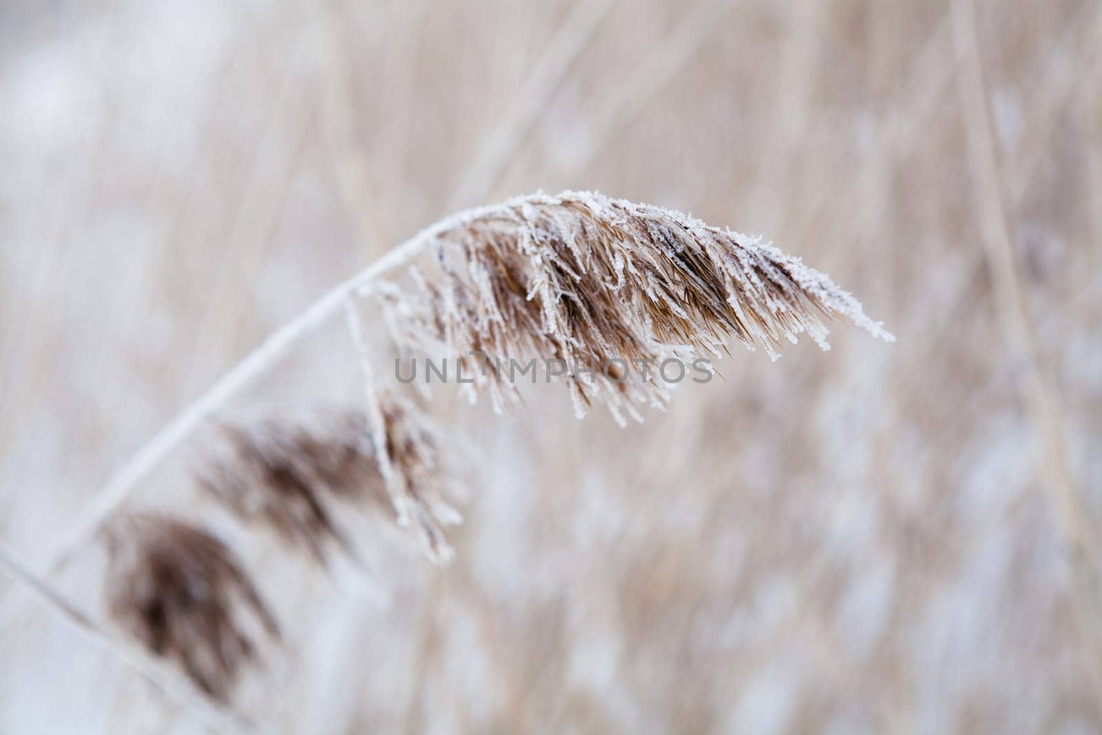 Closeup of the leaves of a reed during winter in Finland Scandinavia