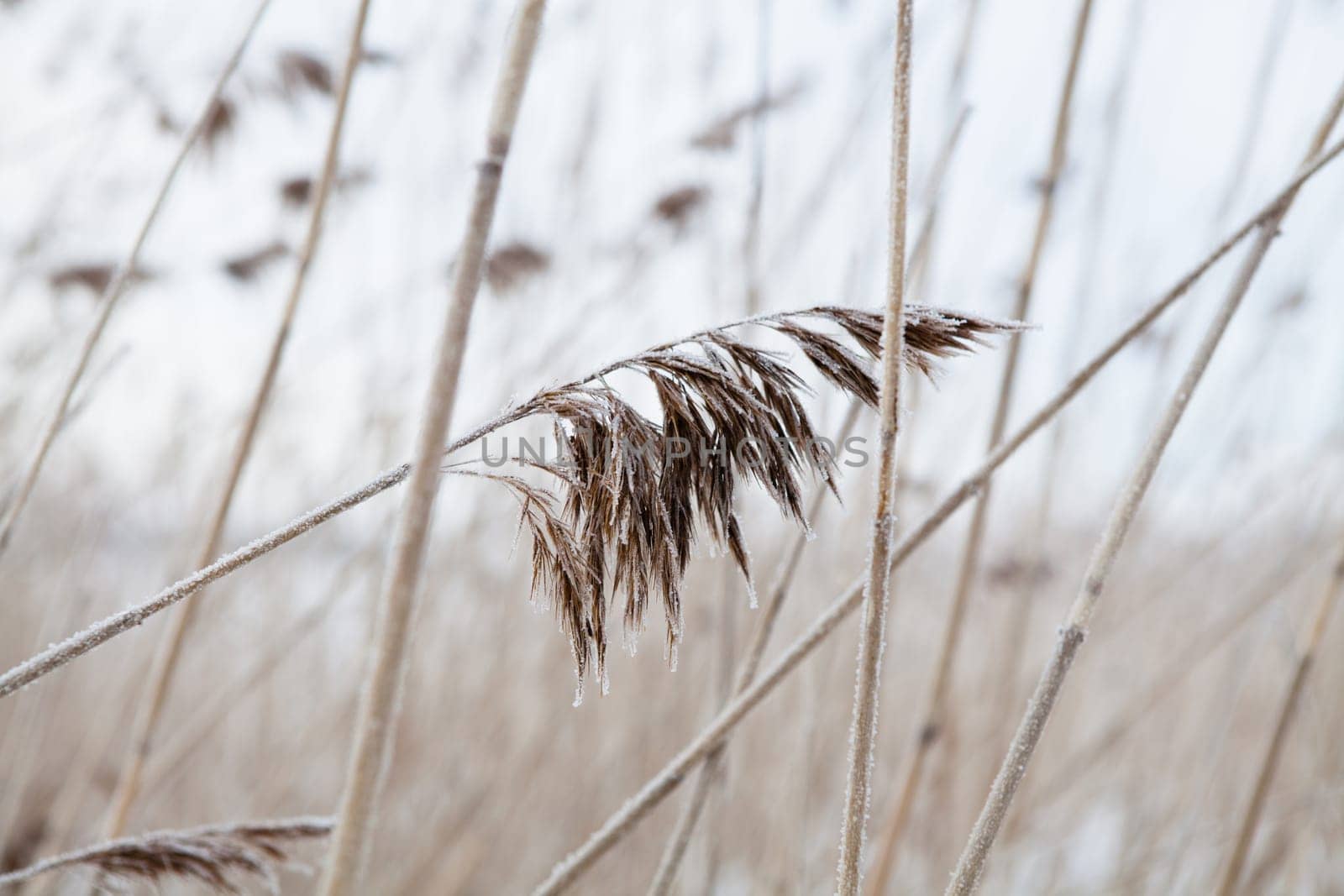 Closeup of reeds on the shoreline during winter in Finland Scandinavia on still overcast day