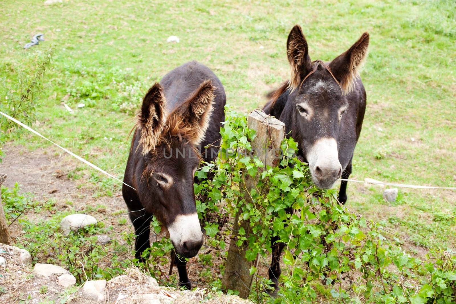 Donkeys grazing in the meadow