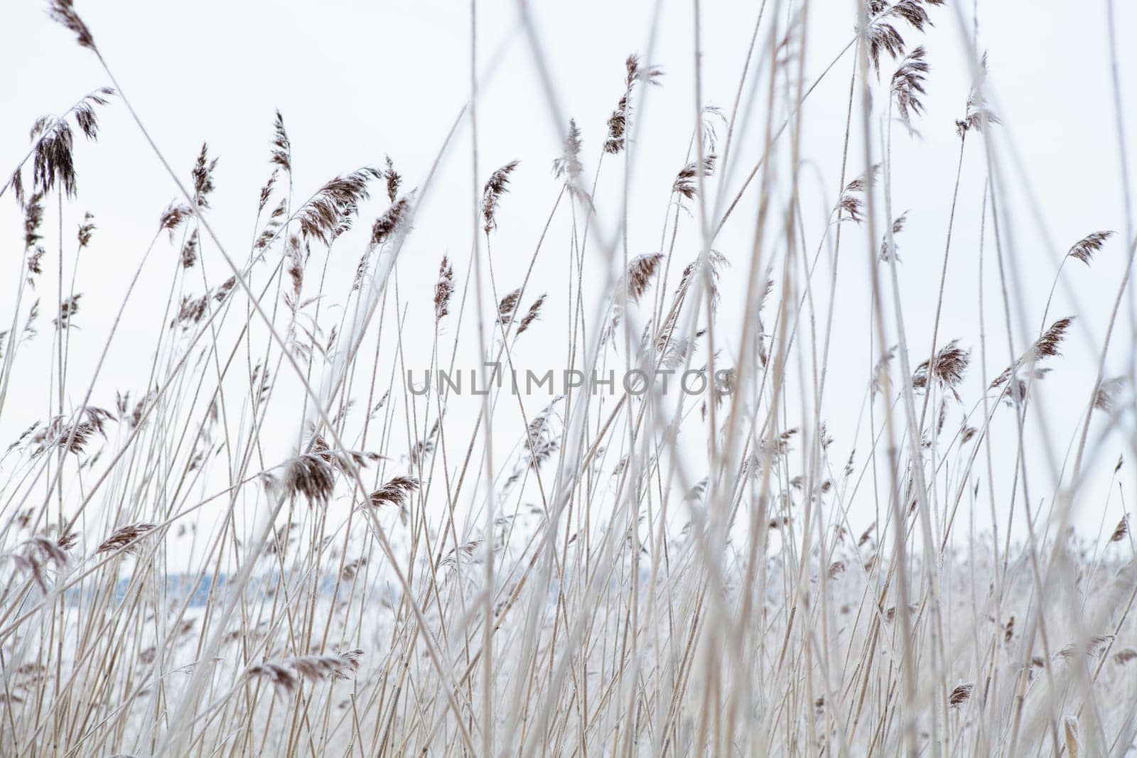 Long reeds on the shoreline during winter in Finland Scandinavia on still overcast day