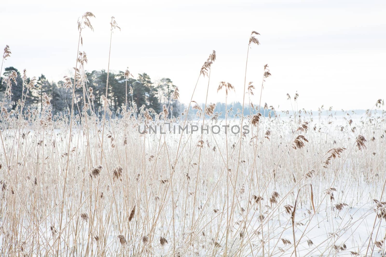 Long reeds on the shoreline during winter in Finland Scandinavia on still overcast day