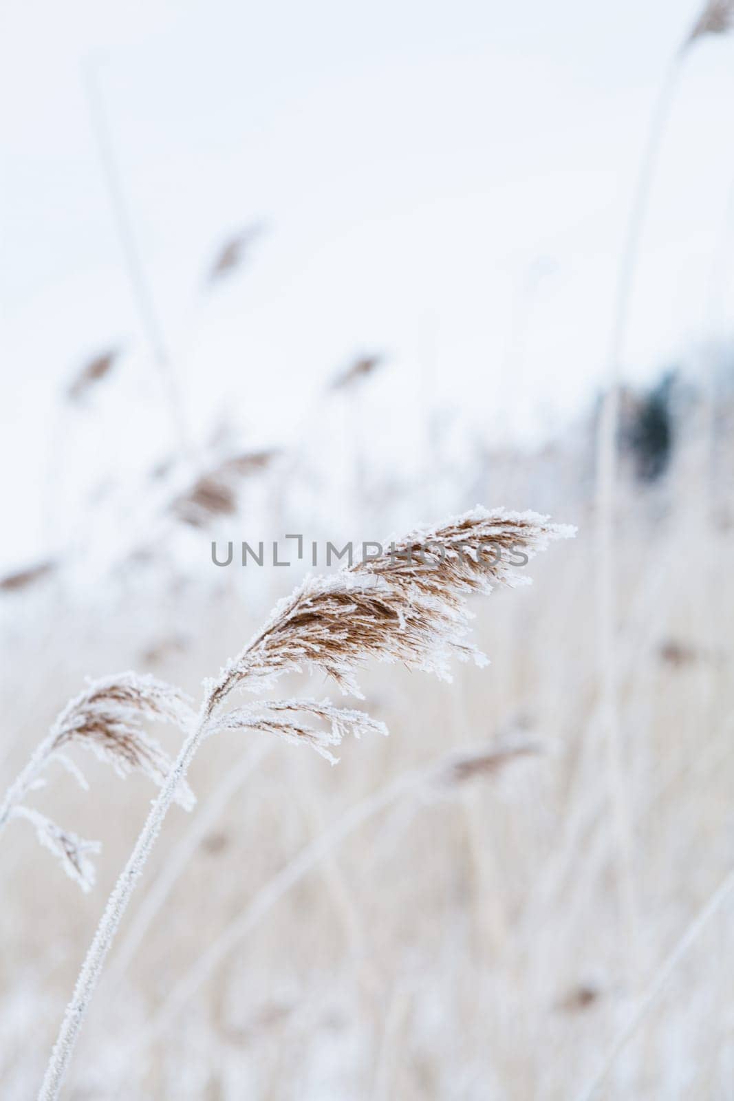 Closeup of reeds during winter in Finland Scandinavia on still overcast day