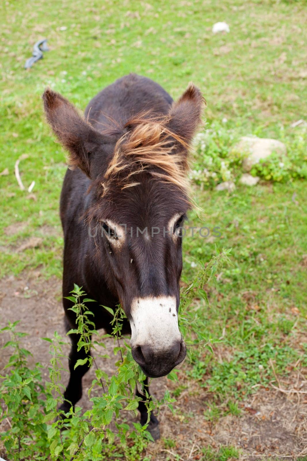 Donkeys grazing in the meadow