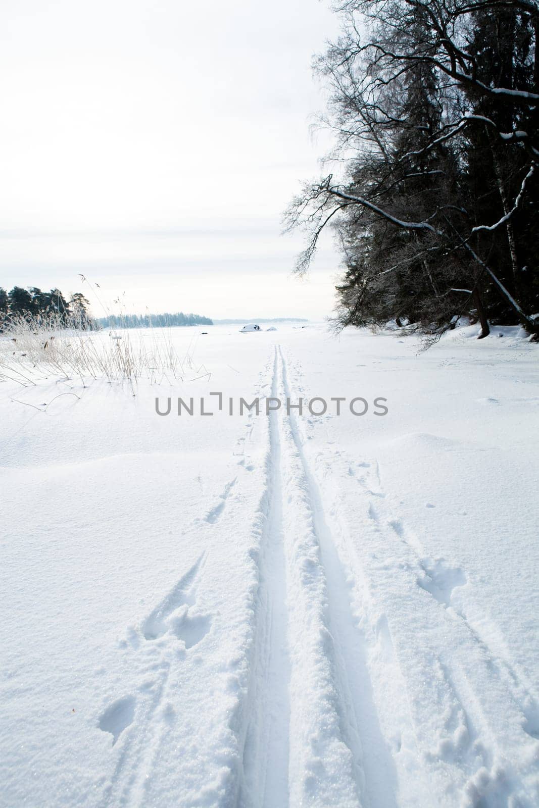 Winter landscape with cross-country skiing tracks in snow on overcast day