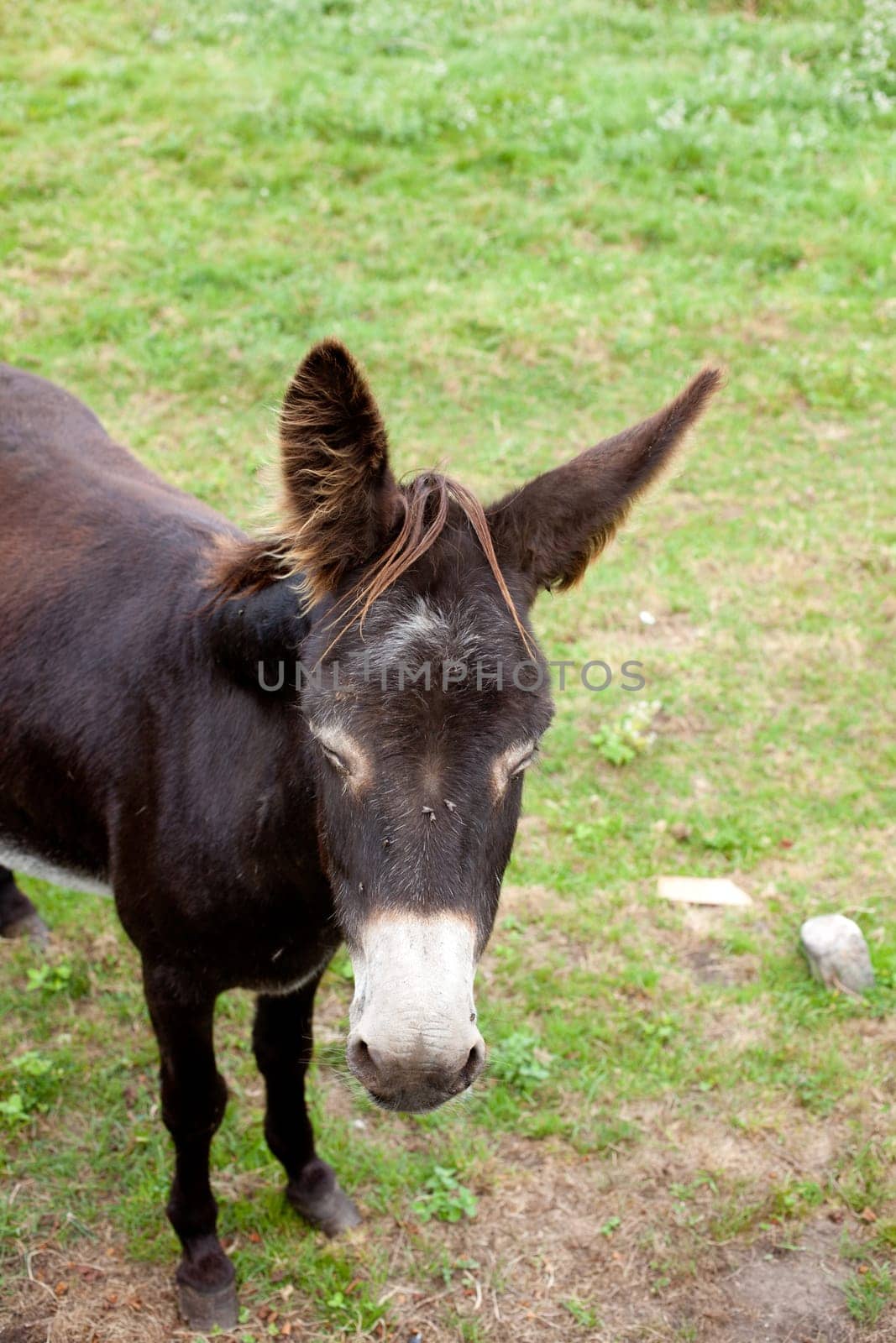 Donkeys grazing in the meadow