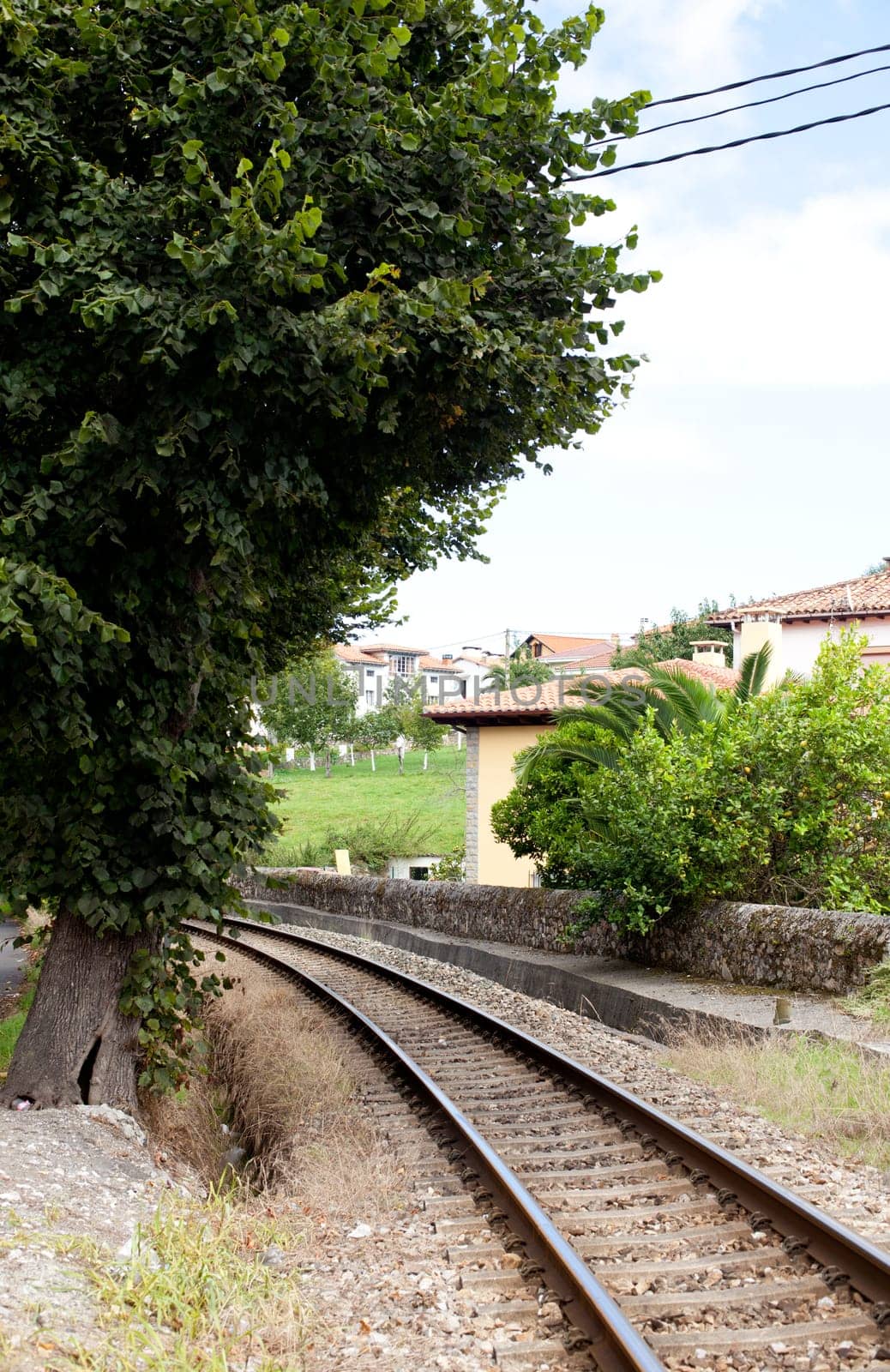 Tree next to the railroad tracks