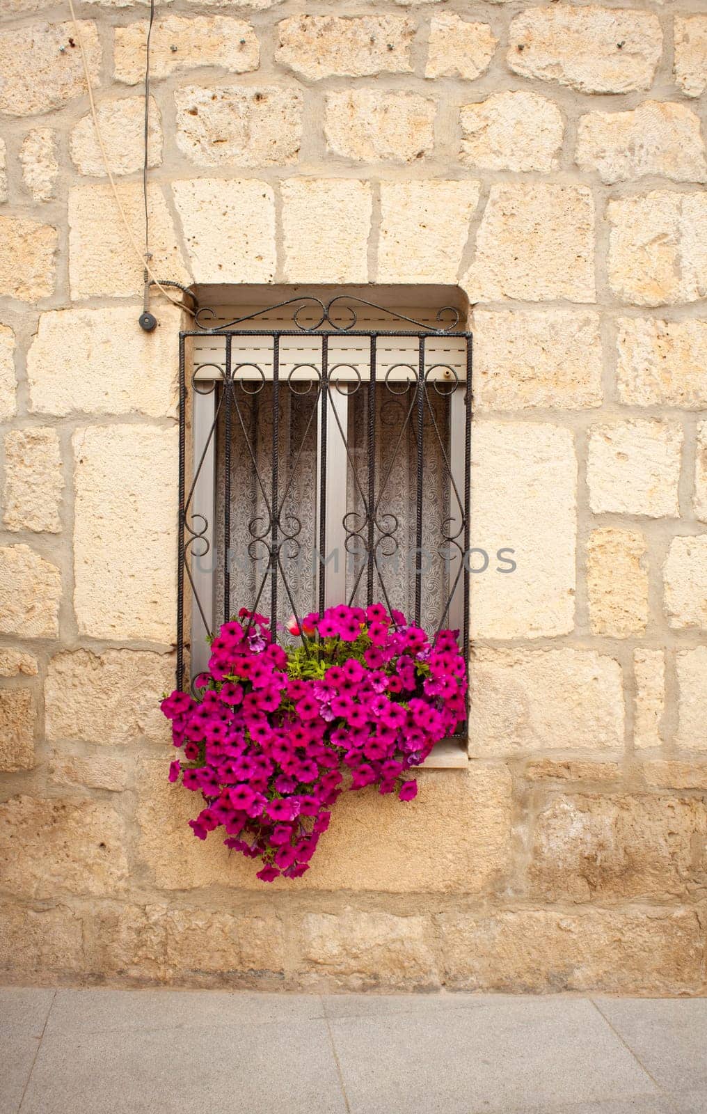 Pot with flowers on the window
