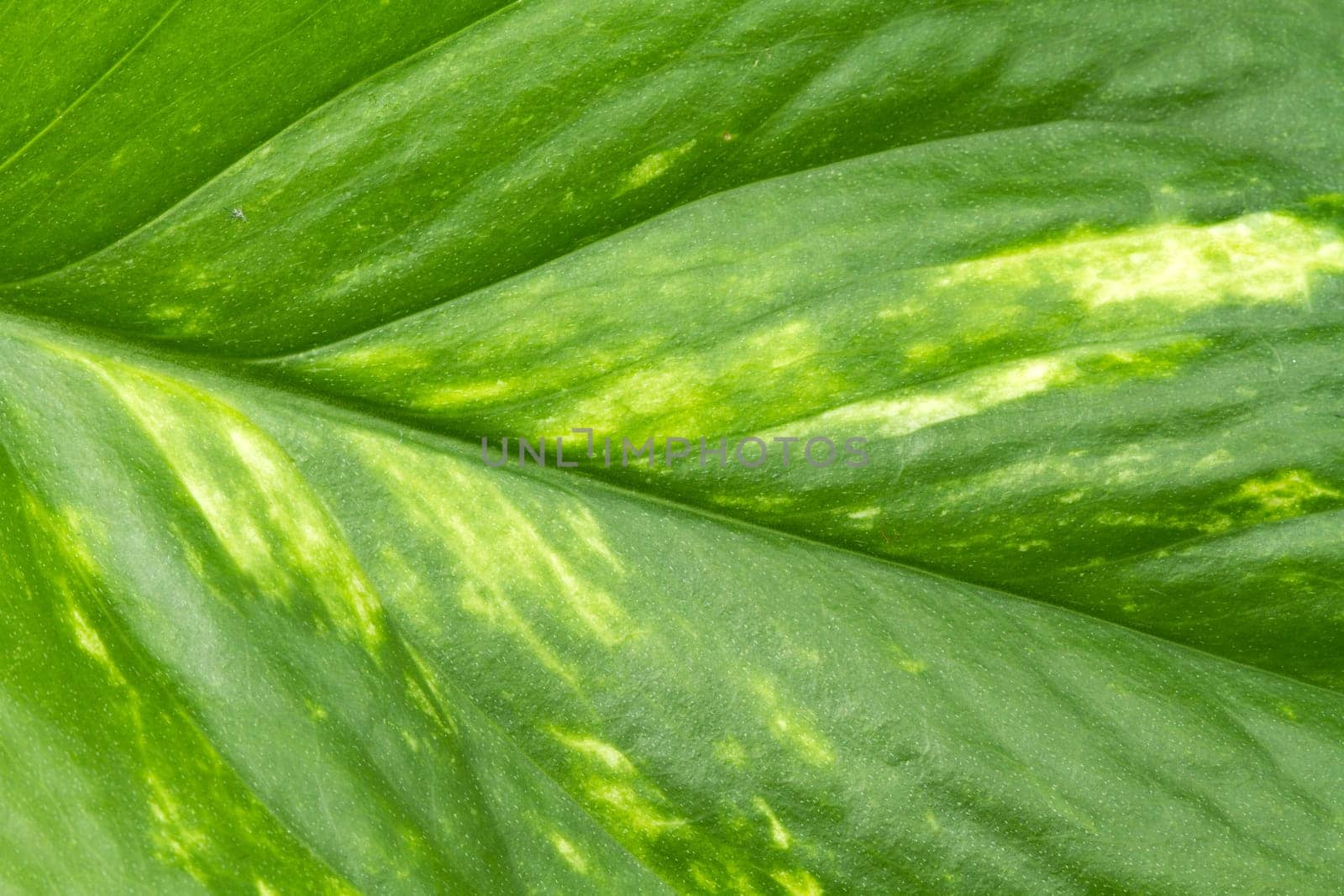 Texture of a green leaf as background