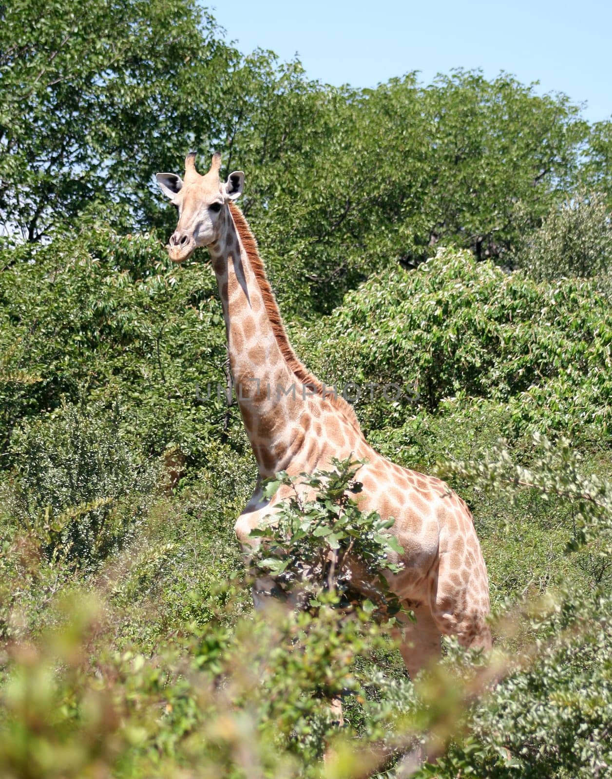 giraffe in Africa