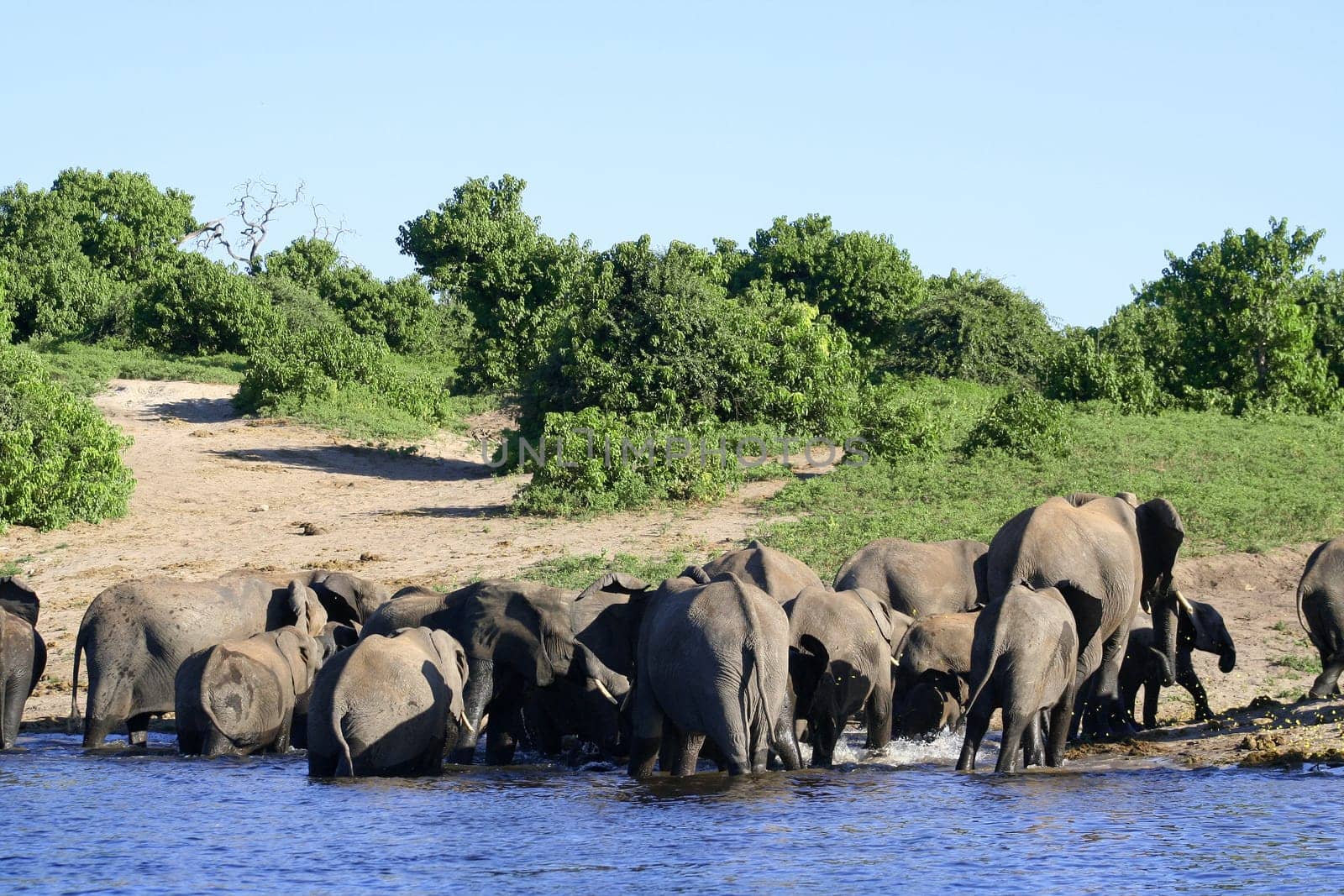 a group of elephant in their natural habitat