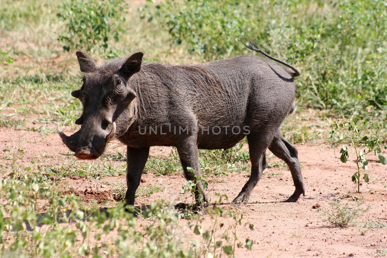 warthog in Africa