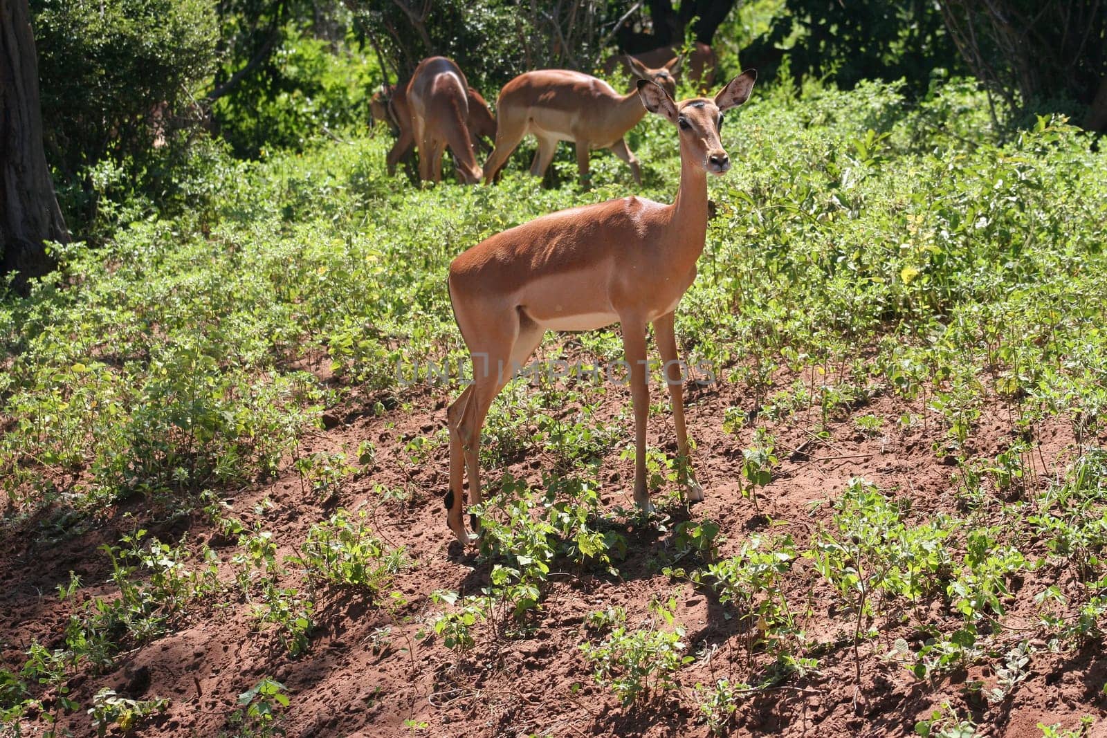 gazelles in Africa