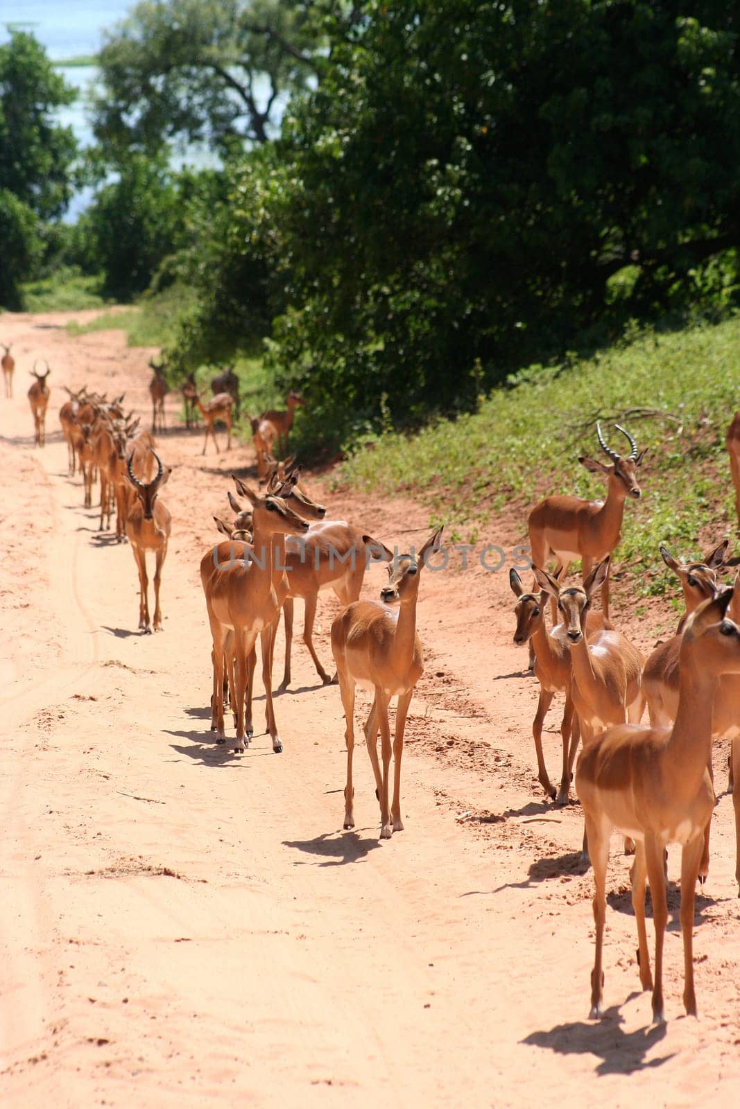 gazelles in Africa