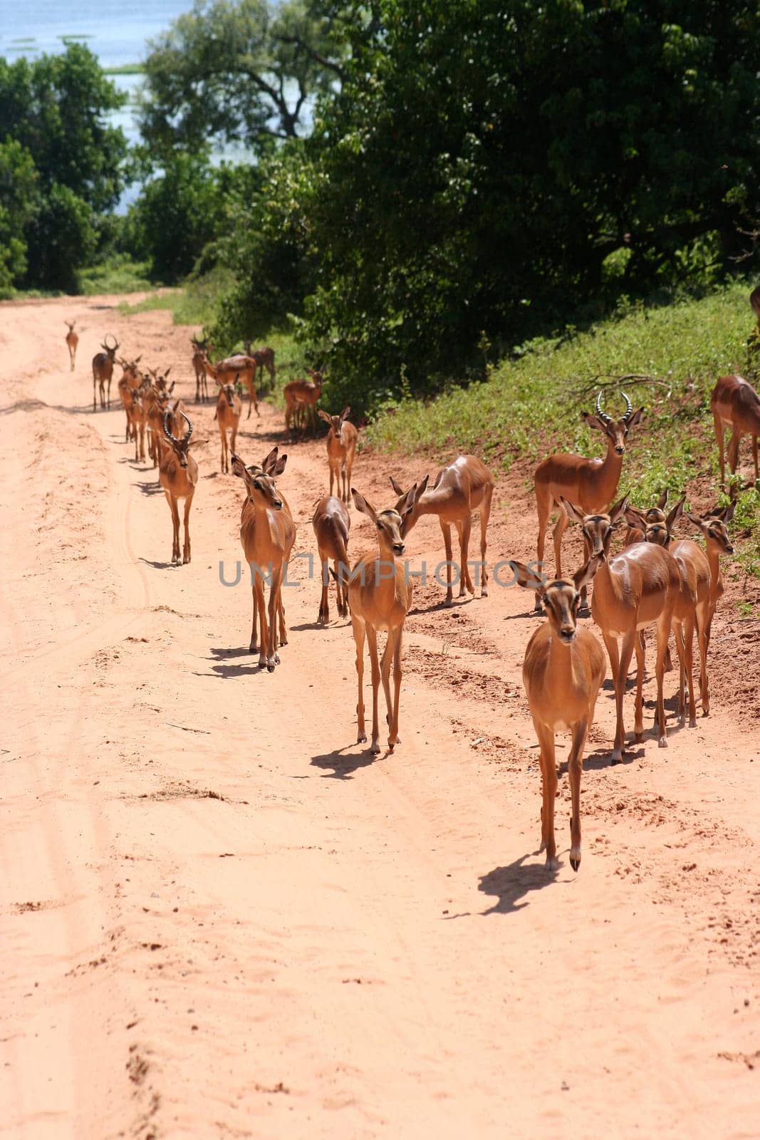 gazelles in Africa