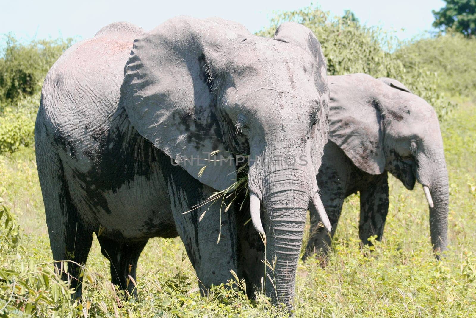 a group of elephant in their natural habitat